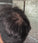Keratain thickening pomade